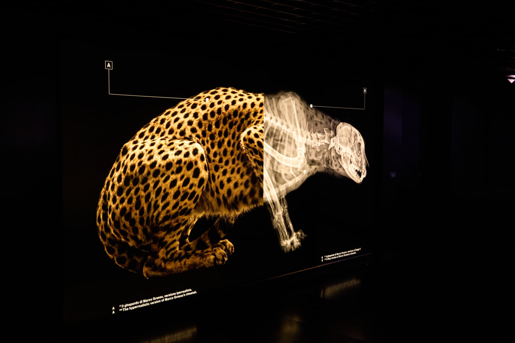 Wall text detail from Marco Grasso’s Wild by Design at ADI Design Museum, Milan, 2026